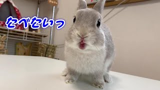 うさぎさん、一緒にあれを食べてみようか