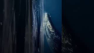 whale 🐳 Sounds like king off the Ocean silently noses