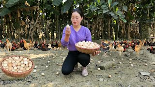 Harvesting Chicken Eggs Bringing to the Market - Daily Work at the Farm - Pet care | Trieu Mai Huong