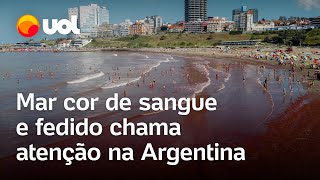 Mar cor de sangue e fedido chama atenção na Argentina; entenda a arribazón