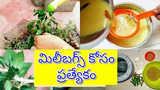 115-మిలీబగ్స్ కోసం ఆర్గానిక్ లిక్విడ్| How to get rid of Mealybugs|How to control mealybugs|Mealybug