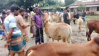 @২১সেপ্টেম্বর২৩মাঝারি সাইজের শাহীওয়াল ষাঁড় গরু কি দামে বিক্রি হচ্ছে গোবিন্দাসী গরুর হাট থেকে cow