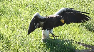 Eine außergewöhnliche Begegnung mit dem größten Seeadler der Welt