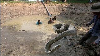Terrifying! 4 Brother Found snake Nest With fish - How to catch snake and fish