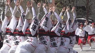 阿波踊り「浅草雷連」① 第30回桜橋花まつり（2018.4.1）