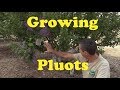 Growing Pluots (Plumcots) in AZ