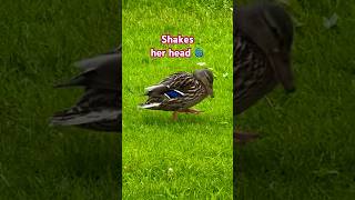 Threatening behavior of a female mallard 番のいるメスのマガモの威嚇行動 #shorts