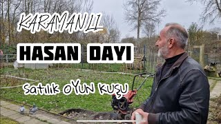 Satılık Oyun kuşu!! KARAMANLI HASAN DAYI!!