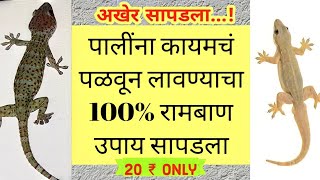 घरातील पाली पासून कायमची सुटका /  घरातील पालींना कसे पळून लावावे / how to get rid off from lizards