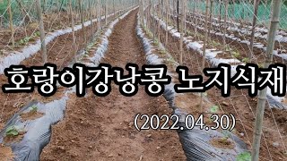 호랑이강낭콩 노지식재. 농촌일상