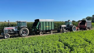 First time chopping some of our own corn silage in many years!