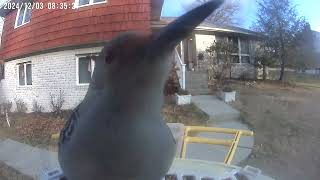 Daily Birdwatching - Netvue Birdfy Birdfeeder Cam - December 3, 2024