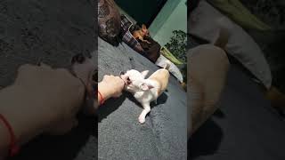 Чихуахуа Бусинка 👊 мёртвая хватка #чихуа #puppy #животные