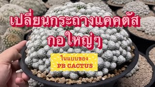 วิธีเปลี่ยนกระถางๆ แคคตัสง่ายๆ สำหรับมือใหม่ | PB CACTUS Channel