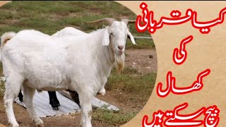 کیا قربانی کی کھال بیچ سکتے ہیںl            can you sell the sacrificial skin