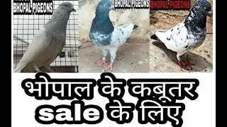 Bhopal pigeons for sale Kalsare Lalsare Kabootar