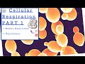 Biology 101 (BSC1010) Chapter 9 - Cellular Respiration Part 1