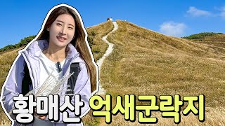 주차장에서 5분! 국내 최대 억새밭 황매산 억새군락지