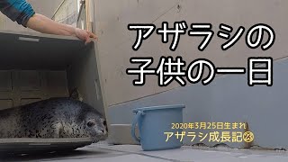 【アザラシ赤ちゃん】子供の一日　アザラシ赤ちゃん成長記録23　生後33日目　Spotted Seal Growth Record (Day 33)