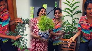 വീടിനുള്ളിലും ചെടികളാണ് | Indoor plants at Home | Quppi