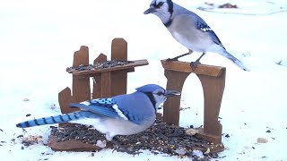 Birds and Squirrels Playing in the Snow - 10 Hours - Jan 01, 2022