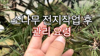 소나무 전지작업 후 새순이 나오면서 수형이 만들어지는  과정을 상세히 영상에 담았습니다. 초보 정인 꾼들도 쉽게 이해할 수 있도록 설명합니다.