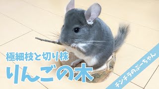 Chinchillas who love apples are very excited! | Funny and Cute Chinchilla