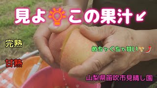 【超完熟した🍑桃狩り体験】山梨県笛吹市にある見晴し園❗めっちゃ甘かった😆⤴️果汁がヤバい😲🎶