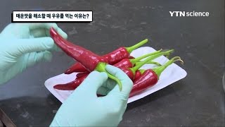 매운맛을 해소할 때 물보다 우유가 좋은 이유는? / YTN 사이언스