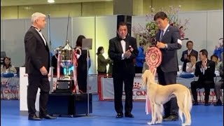 JKC Sakura Annual Dog Show 2024 Final BIS