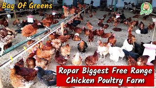 Free Range Desi Poultry Farm || Bag of Greens || Biggest Poultry Farm in Ropar || Desi Chicken Eggs