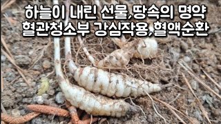 쉽싸리(택란),하늘이내린 선물,땅속의 명약 혈관청소부,강심작용,혈액순환,피부염증제거를 한다/건강정보