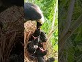 Crow Feeding Cuckoo Babies