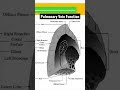 understanding pulmonary vein function a step by step guide