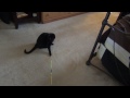 cat dancer review indestructible cat toy