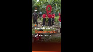 “ม่วนใจ๋ในสวน” เปลี่ยนที่ร้างเป็นสวนผักคนเมืองเชียงใหม่ | Thai PBS News