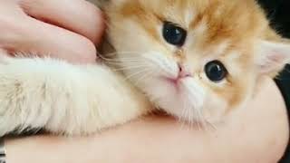 Baby cats cute and funny moment #36 | meow.YT