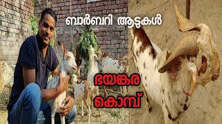 barbary goat farm ബാർബറി ആടുകൾ goat farming malayalam