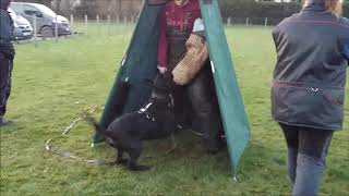 Japp Bark and hold with distractions Stuart Dec 2018