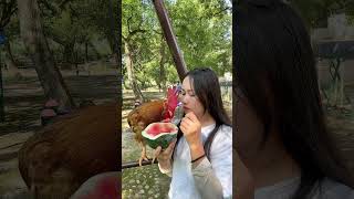 Big rooster Yinyin #chicken #trending #chickes #rooster #shorts #trendingshorts