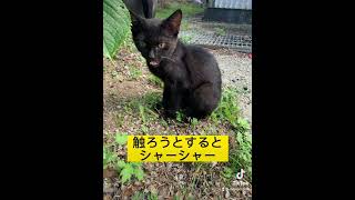 シャーシャーこねこ