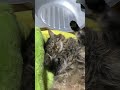 暑くなってきてへそ天が増えたたぬき cat きじとら猫 ねこ