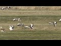 großtrappen in brandenburg otis tarda great bustard