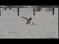 a gyrfalcon hunting in the snow catches a small rodent