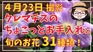 クレマチス花がら摘み/横向き誘引/満開の花を切る/サルビア見切り品その後/胡蝶蘭失敗/冬越しスーパーベナ/アンジェラ/ベルオブウォーキング/チェルシーガール（マーガレット）/ラベンダー