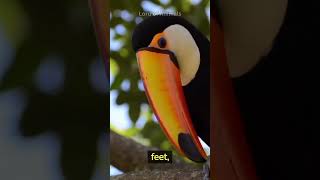 The Iconic Toucans | Colorful Birds