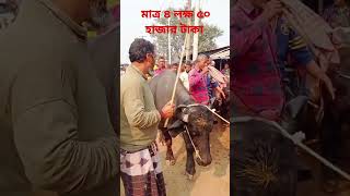 মাত্র ৪ লক্ষ ৫০ হাজার টাকা #foryou #cow #amazing #shorts #reels #agriculture #viralvideo #trending