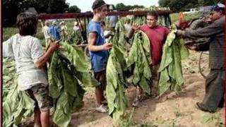 Harvesting broadleaf tobacco