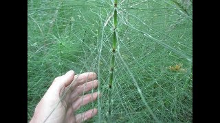 Common Horsetail plant has been around since Dinosaurs