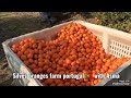 5 years our farm in portugal visit portugal silves algarve lisbon and pickup the yummy